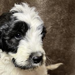 Green Collar - Goldendoodle puppy in Justin, Texas from Roch Dog Ranch