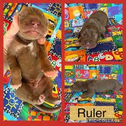 Ruler - Chocolate male Catahoula Leopard Dog puppy in Forbes, Minnesota from North Country Catahoulas