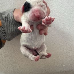 Pink Girl - Black and white female Sheepadoodle puppy in Kissimmee, Florida from Sunflower Family Farms