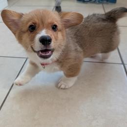 Cedar - Red male Pembroke Welsh Corgi puppy in Lakeland, Florida from Spots and Sploots