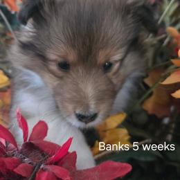 BANKS - Sable and white male Shetland Sheepdog puppy in Yavapai County, Arizona from Windsong Shelties