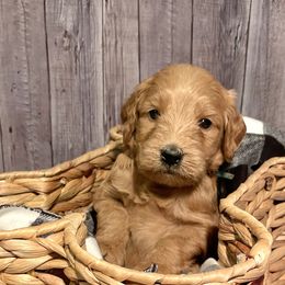 Charlie - Apricot Goldendoodle puppy in Chelan, Washington from North Cascades Doodles