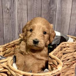 Charlie - Apricot Goldendoodle puppy in Chelan, Washington from North Cascades Doodles