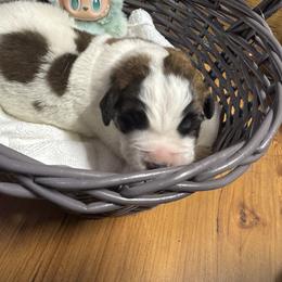 Teal - Brindle and white female Saint Bernard puppy in Auburn, Washington from Sara’s Saint Bernards