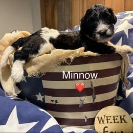 Minnow - Black and white female Bernedoodle puppy in Coopersburg, Pennsylvania from Deutsch Hund Haus