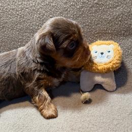 Arken - Chocolate, tan and white male Yorkshire Terrier puppy in Paris, Tennessee from Nolan’s Yorkie Farm