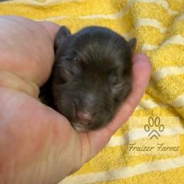 Murphy - Liver male Miniature Schnauzer puppy in Happyland, Oklahoma from Fraizer Farms