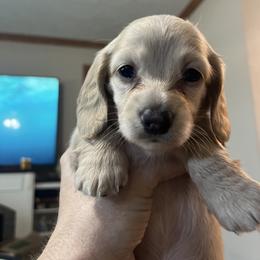 Dachshund Puppies from Dave’s Dachshunds