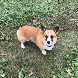 Ein - Pembroke Welsh Corgi