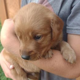 Boy 1 - Dark golden male Golden Retriever puppy in Grand Meadow, Minnesota from Root River Retrievers
