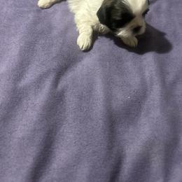 Milky Way - Brindle and white male Shih Tzu puppy in Detroit, Michigan from Added family