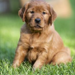Boy 2 - Dark golden male Golden Retriever puppy in Ramsey, Minnesota from Nelson Retrievers