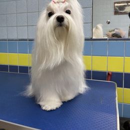 Maltese and Maltipoo All Grown Up from Iuliia Savisheva