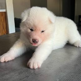 Chuichi no Shiro go Winmont - White male Japanese Akitainu puppy in Copperas Cove, Texas from Winmont Akitas