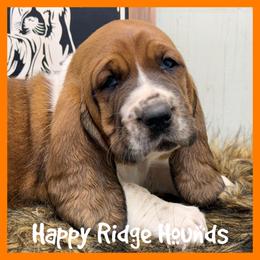 Ernie - Mahogany and white male Basset Hound puppy in Mebane, North Carolina from Happy Ridge Hounds