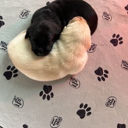 Labrador Retriever Puppies from County Line Gun Dogs