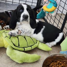 Neytiri - Black and white female Basset Hound puppy in Surprise, Arizona from Howlin Hounds