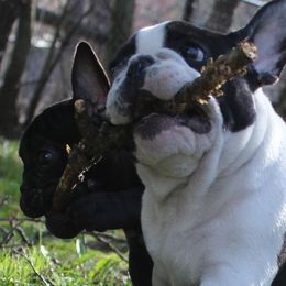 French Bulldog Puppies from Yukon Golden French Bulldogs