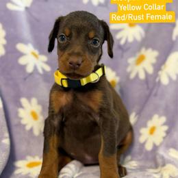 Yellow Collar - Red and rust female Doberman Pinscher puppy in Lake City, Florida from Paintedcrazy Doberman Pinchers