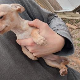 Girl 1 - Chihuahua