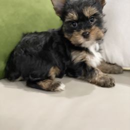 "Past puppy  2022" Maltese and Yorkshire Terrier Puppies from Precious Paws Maltese and Yorkies