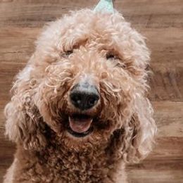 Aussiedoodles and Goldendoodles from Barking Kennel Co.