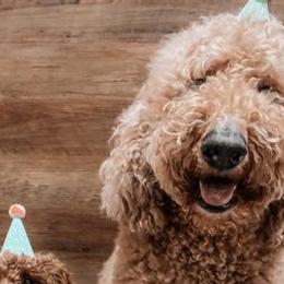 Aussiedoodles and Goldendoodles from Barking Kennel Co.
