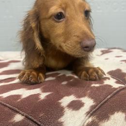 Lulu - Red female Dachshund puppy in Oklahoma from Rockin’ S Kennel