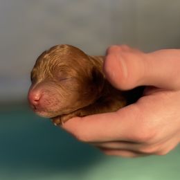 Cavapoo Puppies from Sleeping Bear Kennels