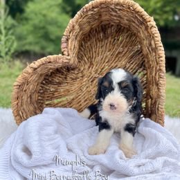 Memphis - Tri-color male Bernedoodle puppy in Grove, Oklahoma from Guinn Family Farms