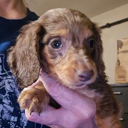Sienna's dapple boy - Dapple male Dachshund puppy in Lyle, Washington from Wines Wienery