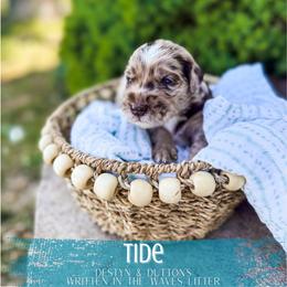 Tide - Merle male Goldendoodle puppy in Soddy Daisy, Tennessee from The W Doods