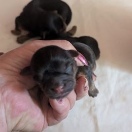 Girl 2 - Black and tan female Shih Tzu puppy in Port Huron, Michigan from Shih Tzu Cottage