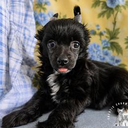 Remy - Black male Chinese Crested puppy in Ocala, Florida from Crestie Charm Cottage