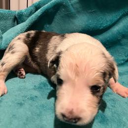 Bear - Blue merle male Border Collie puppy in Holden, Missouri from Spotted Feather Farm