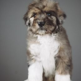 Boston - Merle male Bernedoodle puppy in Caldwell, Idaho from Boise Doodle Co.