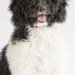 Goldendoodles from Porch Swing Pups