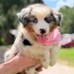 Skye AKC - Blue merle female Australian Shepherd puppy in Polk City, Florida from Skaky Shepherds