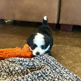 Girl 1 - Black tri-color female Aussiedoodle puppy in Edgar Springs, Missouri from Scott’s Aussies LLC