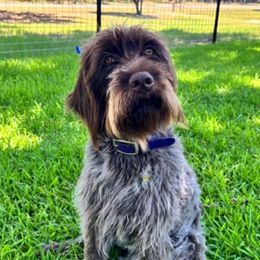 Wirehaired Pointing Griffons from Fear the Beard Griffons