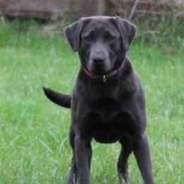 Florentina - Labrador Retriever