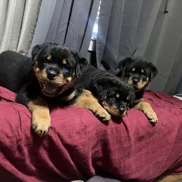 Rottweiler Puppies from CG Rottweilers