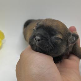 Bracco Italiano and Chihuahua Puppies from Snow Peak Kennel