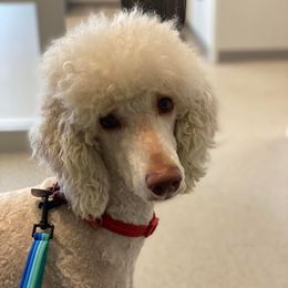 Goldendoodles and Labradoodles from Mi Best Doodle Ever, LLC