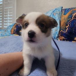 Violet - Red female Pembroke Welsh Corgi puppy in Palm Bay, Florida from Space Coast Corgi