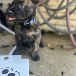 Male 3- Blue collar - Black brindle male Dutch Shepherd puppy in Raceland, Louisiana from Fontana Farm