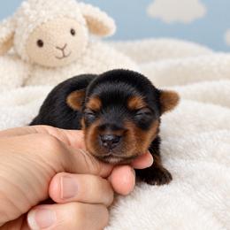 Lacey 2500 - Black and tan female Yorkshire Terrier puppy in Douglas, Georgia from South Georgia Yorkies and Biewers