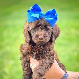 Holly - Chocolate female Double Doodle puppy in Cleveland, Tennessee from Edgewater Doodles & Designer Pups