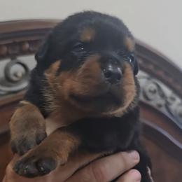 Blue boy - Black and mahogany female Rottweiler puppy in Lake City, Florida from Haus Der Wut Kennels