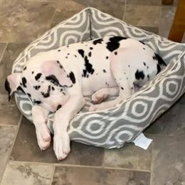 Great Dane Puppies from Black Tie Danes